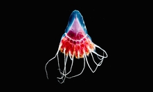 A recent study found that simlated mining affected the health of helmet jellyfish