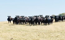 Drought forces farmers to make 'tough decisions'