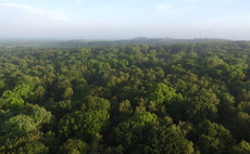 'Trees as a catalyst for transformation': National Forest celebrates tree planting milestone