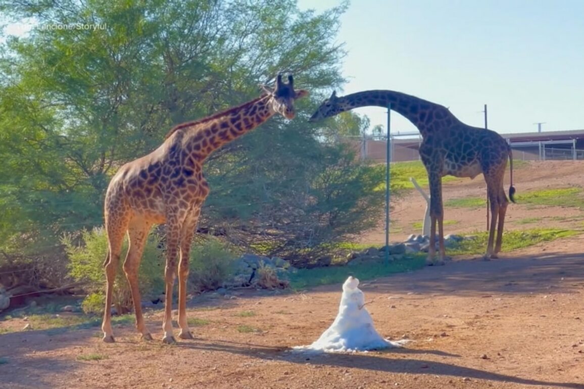 Video How American zoos are helping animals beat the scorching heat