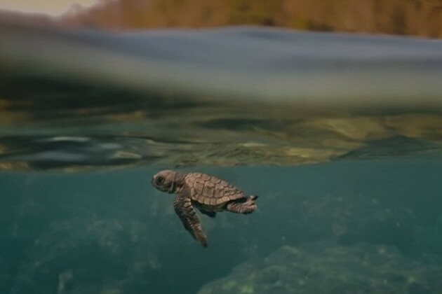 'Turtle Walker' to be screened at film festival in Kerala
