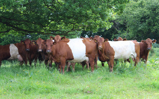 Sheeted Somerset cattle enjoy resurgence in their home county