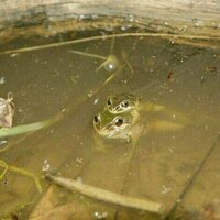 This rare alpine frog is fighting against a lethal fungus - by breeding faster and faster