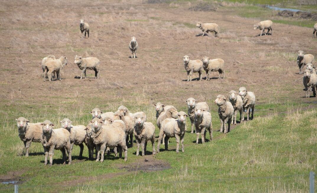 Consecutive poor seasons in southern Australia and a shift to cropping in WA has contributed to a decline in the national flock.