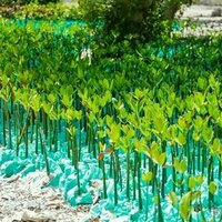 Formation de competences vertes pour regenerer la nature : enjeux en Afrique du Sud et au Senegal