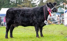 A ringside round up from Westmorland County Show