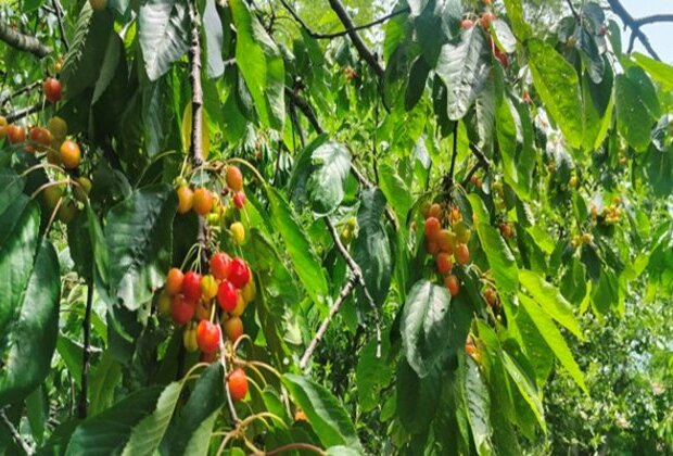 Kashmir's cherry harvest: A blossoming mid-year economic relief