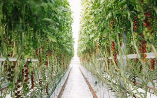 Glasshouse grown: The high-tech future of British tomatoes