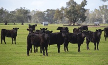 Agriculture Victoria is urging producers to keep an eye on lighter conditioned stock during cold weather snaps. Photo: Mark Saunders.