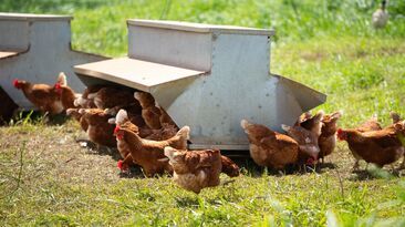 H5 bird flu has been detected in Australia. 