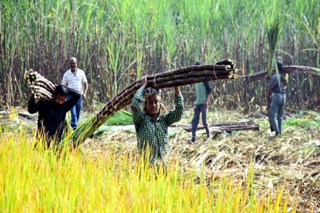 Highest ever price for sugarcane farmers approved by Cabinet Committee on Economic Affairs