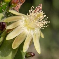 Terra's new UAE heritage project invites students to save family plant stories