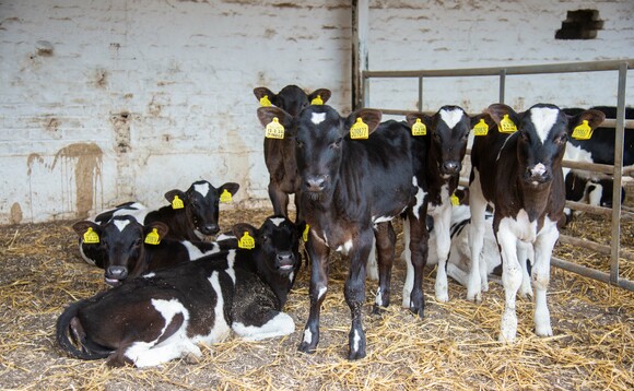 How to reduce pneumonia risk in dairy calves this winter