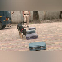 Delhi Police dogs trained not to bark when they find explosives, ahead of Independence Day