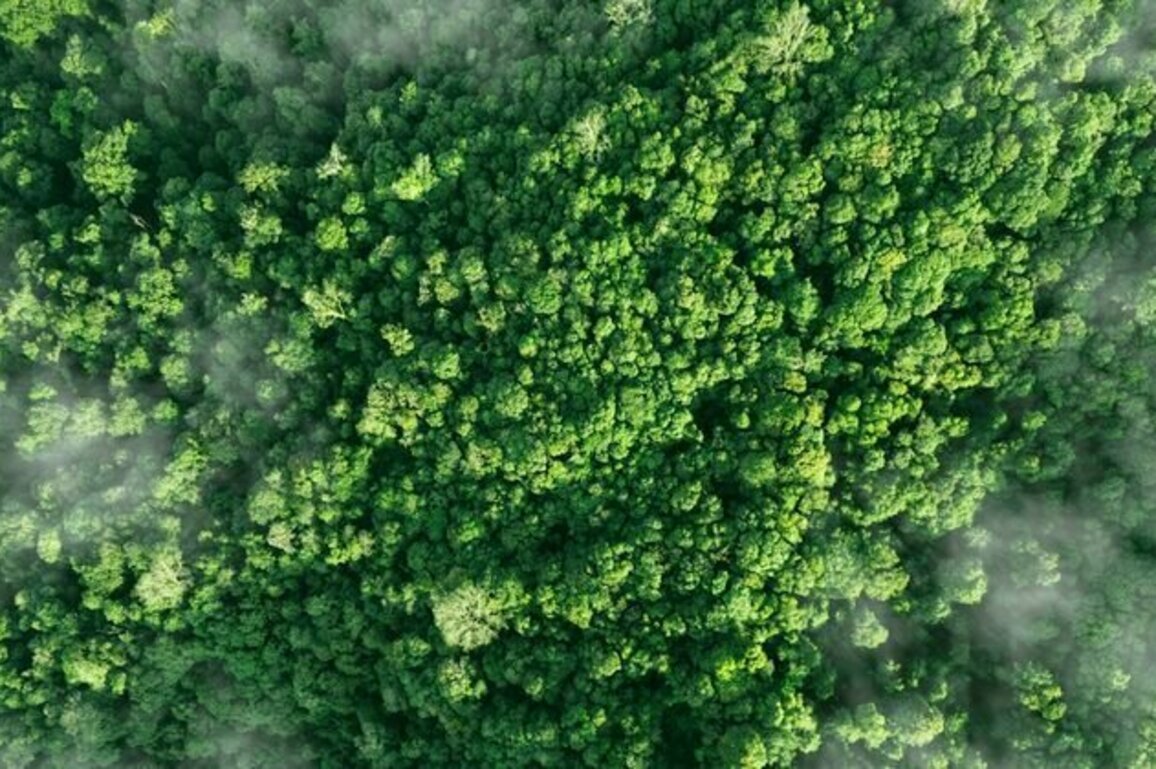 As Australia's carbon offset industry grapples with integrity concerns, how can companies genuinely tackle climate change?
