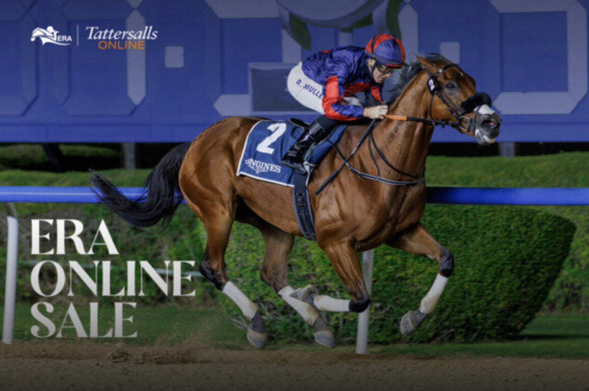 Record participation for Tattersalls Online Emirates Racing Authority sale