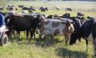 Pasture is key to lucrative off-peak production