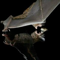 Young bats learn to be discriminating when listening for their next meal