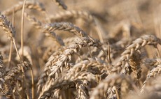 When to cut back on milling wheat nitrogen