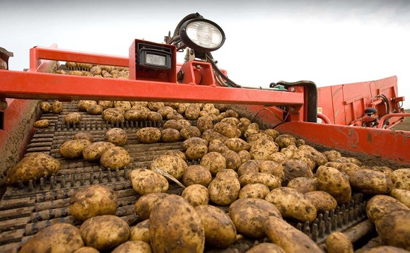 New potato group gains traction