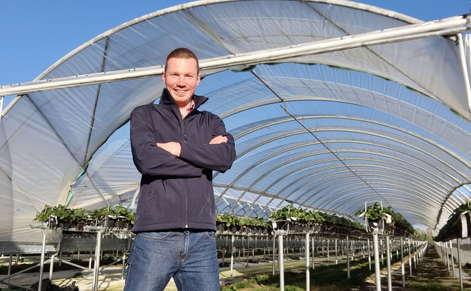In your field: Dan Hawes: "The target is to pack 140,000 strawberry plants a day, and this year I'm optimistic"