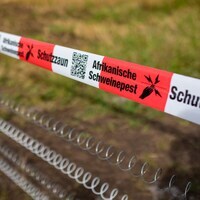High risk of contagious swine fever spreading in Switzerland - SWI swissinfo.ch
