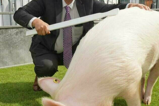 Application period opens for Pound 2million pig support scheme - Poots