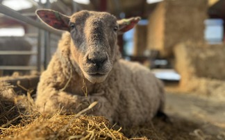 UK's loneliest sheep now expecting twins after miraculous farmer-led rescue
