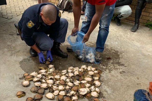 4 suspected abalone poachers arrested after R1m bust