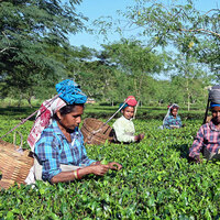 Tea garden workers set to play key role in shaping outcome of Assam Assembly polls