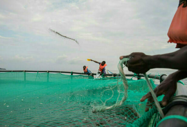 Overfishing is depleting global fish stocks: Here's what we can do about it