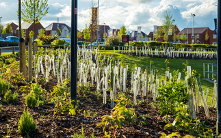 Tree Council launches £2.5m 'Trees Outside Woodland' planting fund