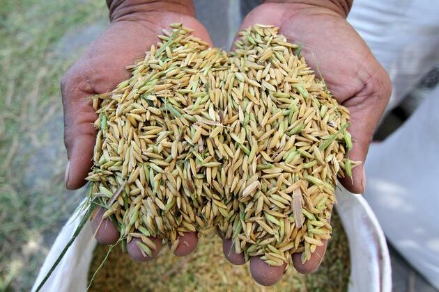 Asia Album: Indonesia records historic rice reserves at 4.2 mln tons following production surge