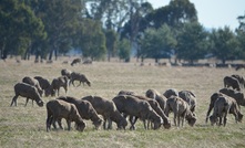 AWI is seeking woolgrowers to take part in a national blowfly research project. Photo: Mark Saunders.