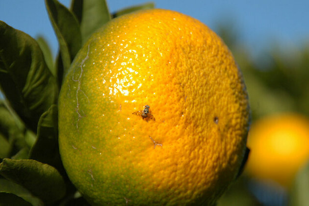 Genetic Discovery Advances Insect Pest Control Worldwide