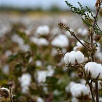 China maps cotton's evolutionary secrets to build better crops