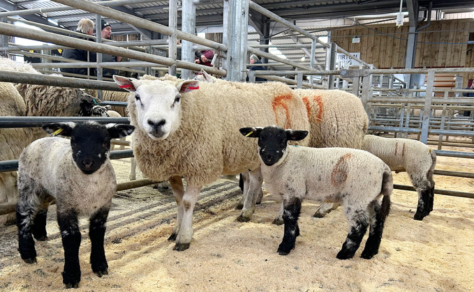 Champion ewes and lambs which sold for £410/outfit