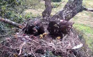  warned to be cautious as record number of white-tailed eagle chicks hatched in England