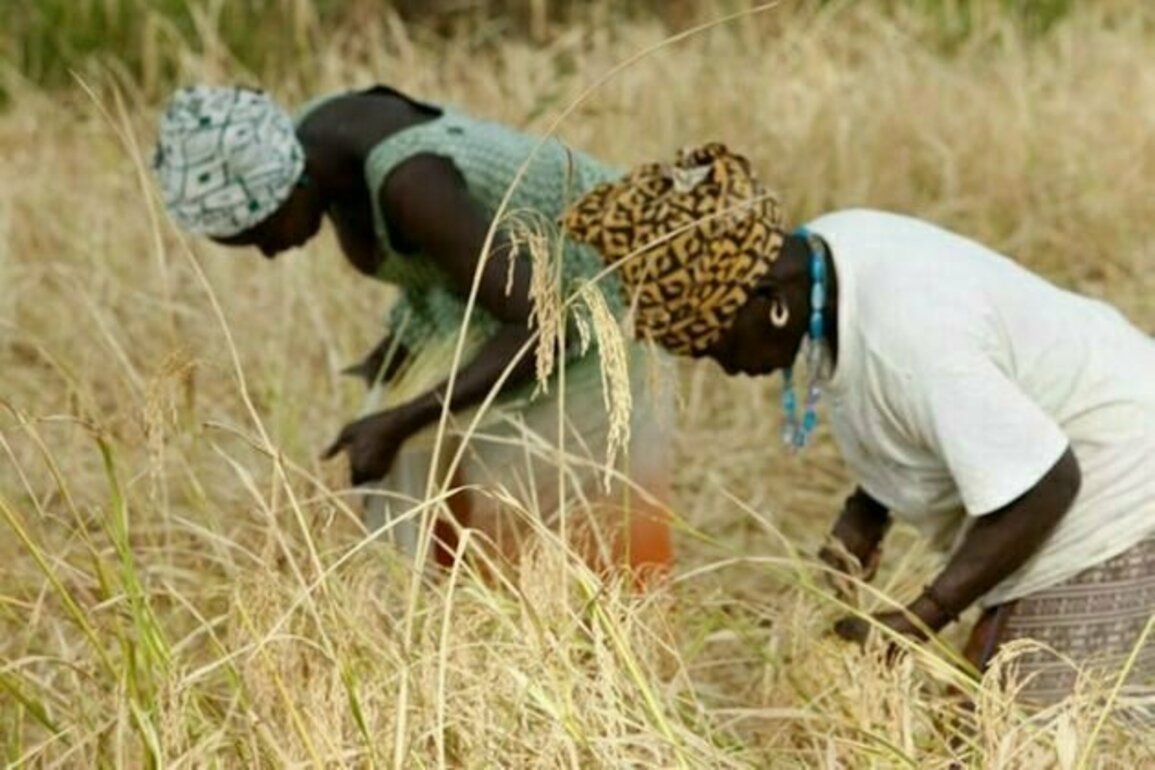 Changement climatique : miser sur les femmes entrepreneures africaines est un pari gagnant