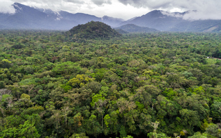 'Landmark agreement': Microsoft inks CO2 removal deal with Rainforest Builder 