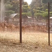 Chhattisgarh: Maitri Bagh Zoo steps up cooling measures for animals amid intense heat