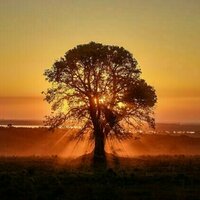 Could trees know when the summer solstice is?