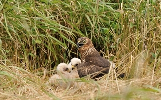 Farmers aid comeback of UK's rarest breeding bird