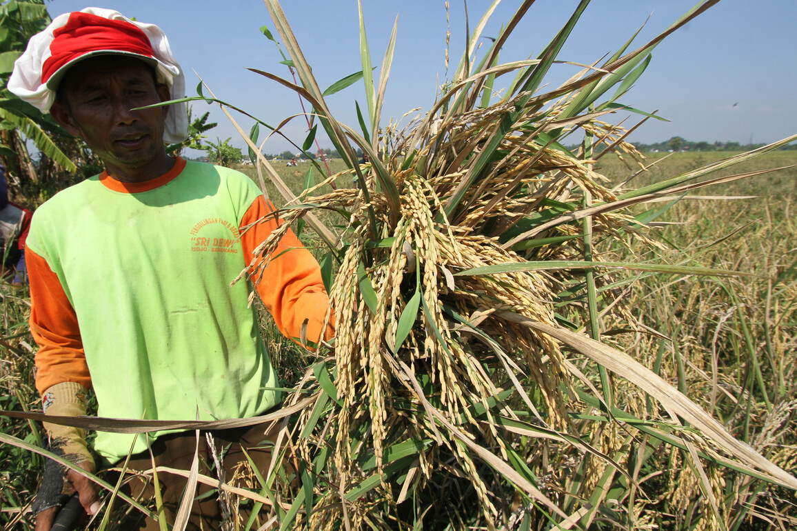 INDONESIA-SUKOHARJO-RICE PRODUCTION
