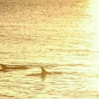Faces you hear? Dolphin 'signature whistles' may transmit more than just identity information
