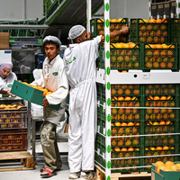 EGYPT-BEHEIRA-CITRUS EXPORT-CHINA-ZERO-TARIFF POLICY