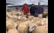  A record price of $355 a head was paid for this pen of heavy lambs at the Central West Livestock Exchange, Forbes, NSW, earlier this week. Picture courtesy Facebook/Forbes Livestock and Agency Co.