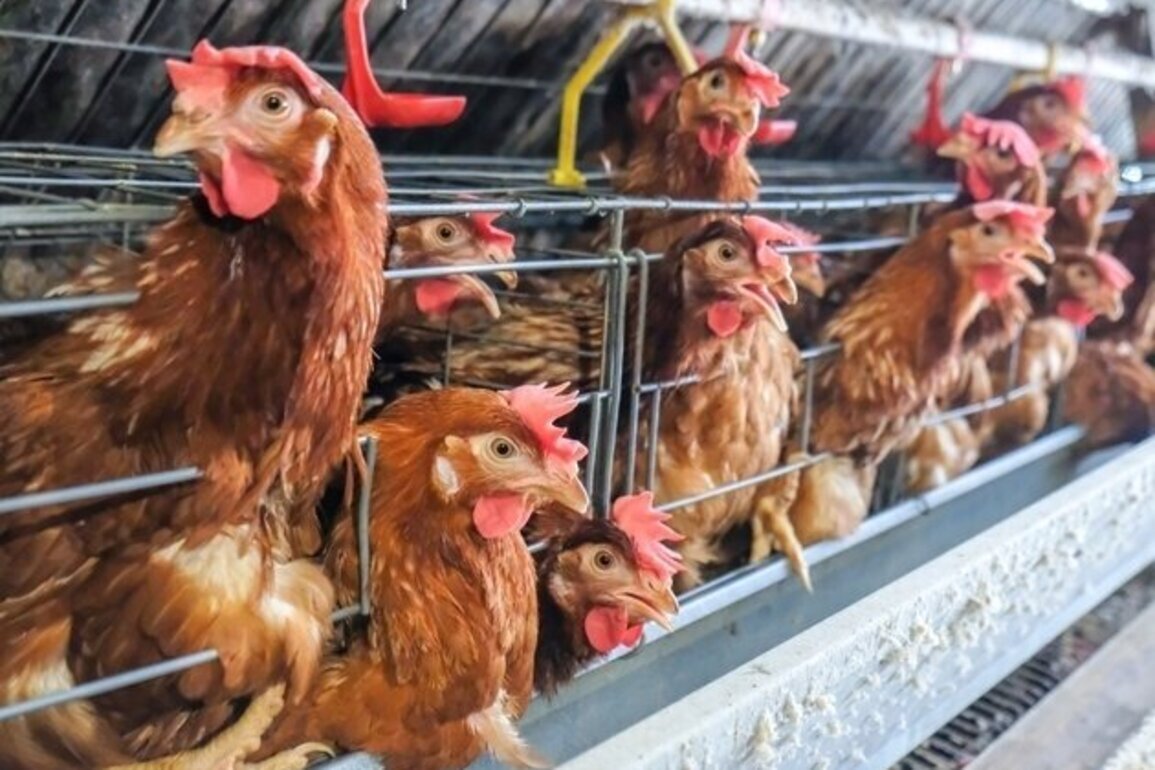 Animal rights group targets CAFOs for National Animal Justice Week