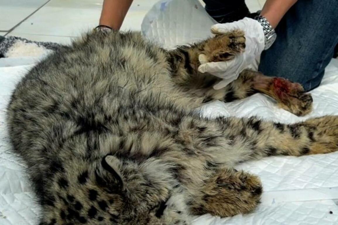 Awakening of life: Injured snow leopard cub fights for survival in northwest China