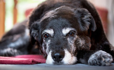 August Equity-backed PCS bolts on Norfolk Pet Crematorium